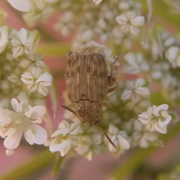 Top-down view of a bean weevil showing its mottled brown body and compact oval shape