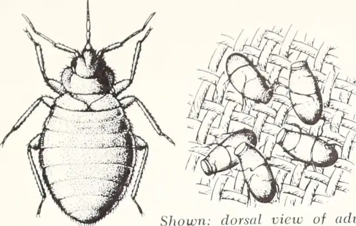 Illustration of a [bed bug](/pests/bed-bugs/) and nymphs
