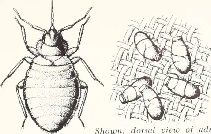 Illustration of a bed bug and eggs