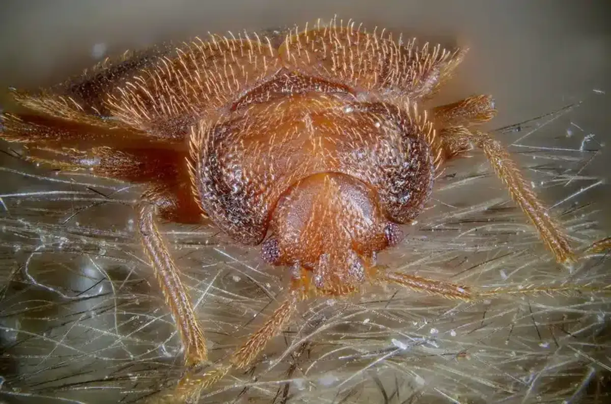 Close-up macro photo of an adult bed bug showing body shape and features