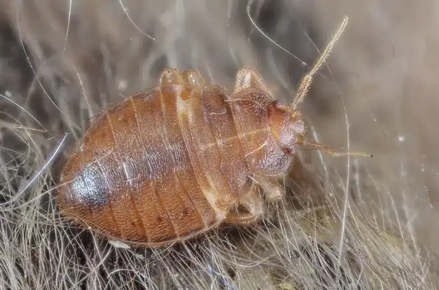 Close-up of a bed bug
