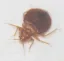 Bed Bugs