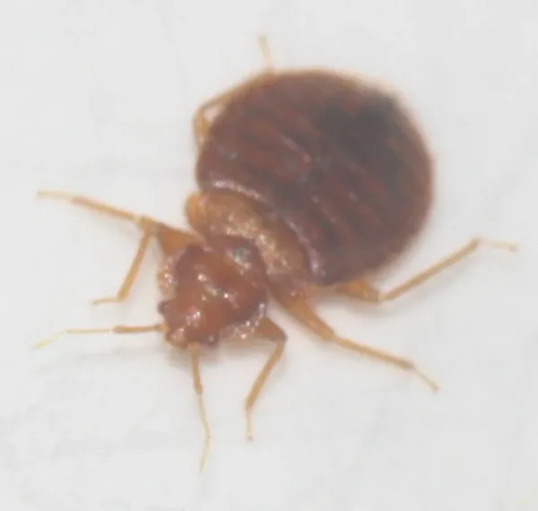 Adult bed bug showing its flat, oval body and six legs on a white surface