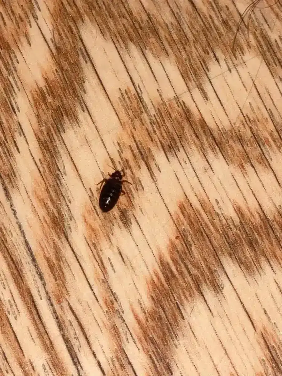 Bed bug on wooden surface showing typical coloration and shape