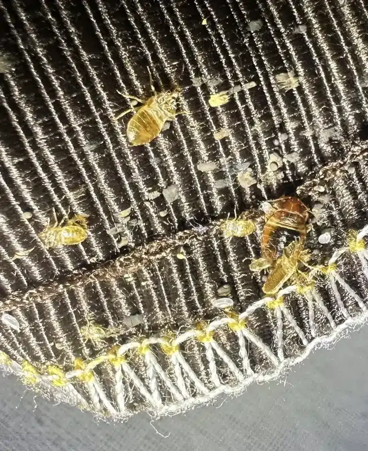 Bed bug evidence along mattress seam including shed skins and eggs