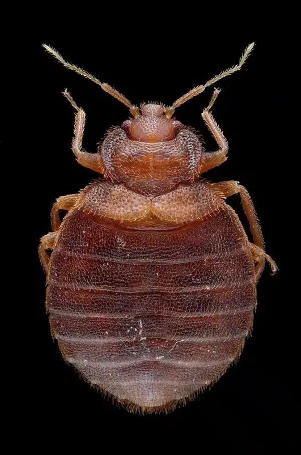 Pictures of Bed Bugs: Types, Actual Size, and Bites