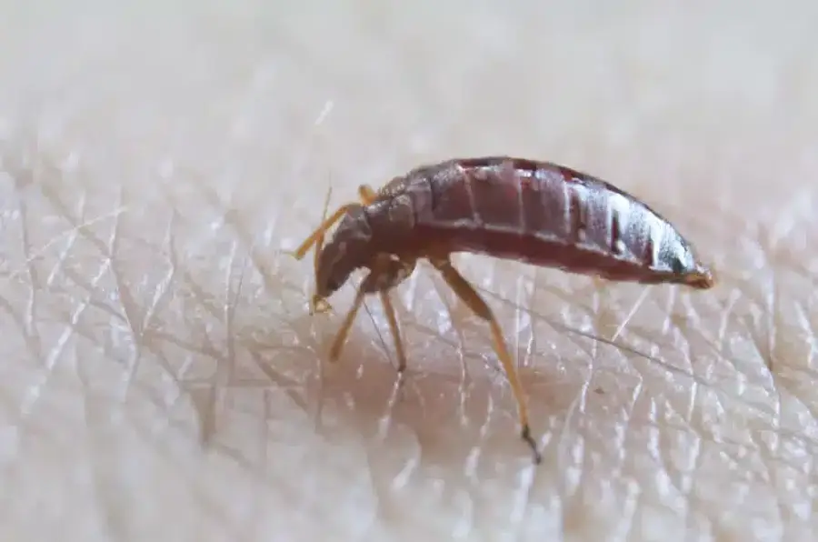 Close-up of a bed bug on skin