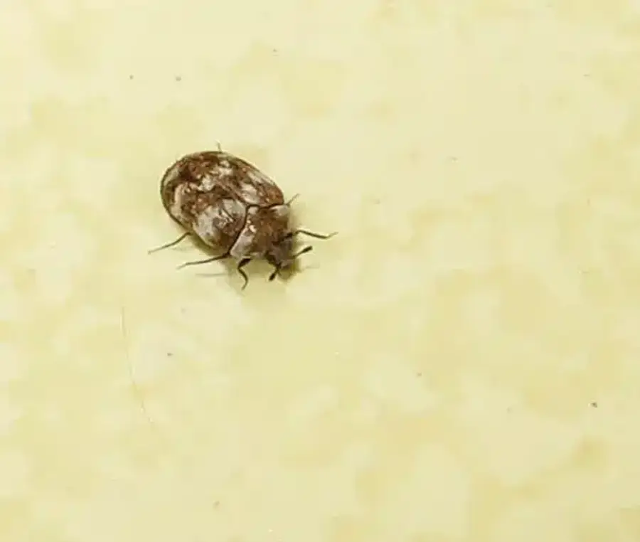 Close-up of a bed bug