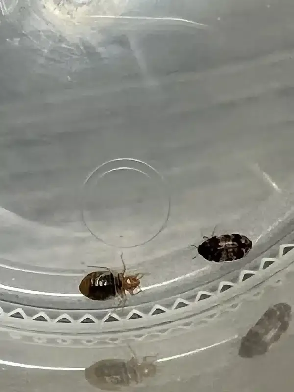 Carpet Beetle vs Bed Bug: How to Spot the Difference