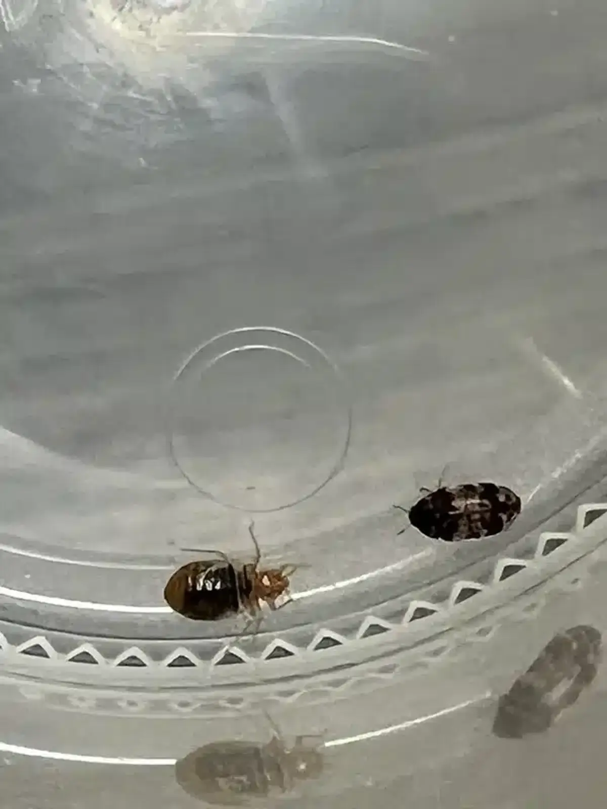 Close-up view of bed bugs for identification purposes