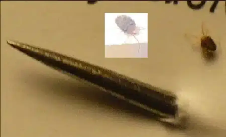 Bed bugs next to a sewing pin