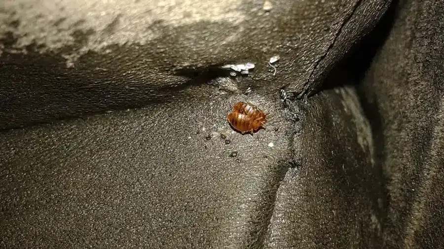 Bed bug on a fabric surface near a seam