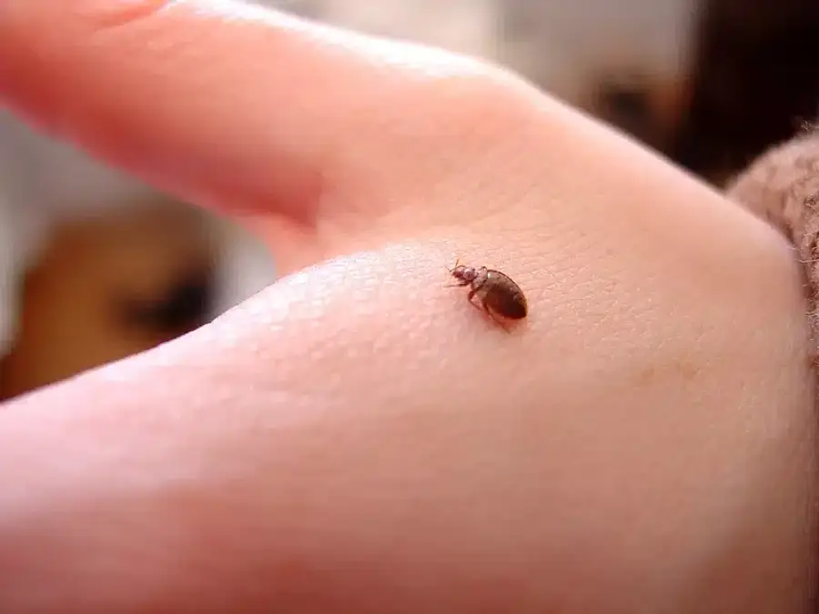 Bedbug on a person's hand