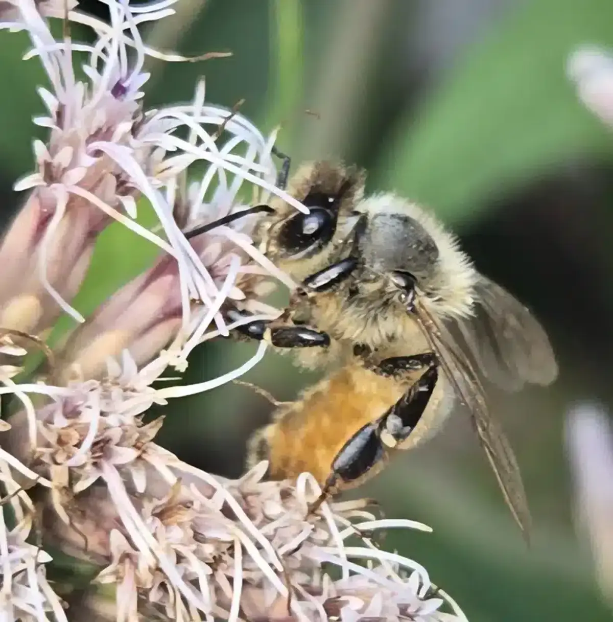 Bee feeding on flower nectar showing detailed anatomy