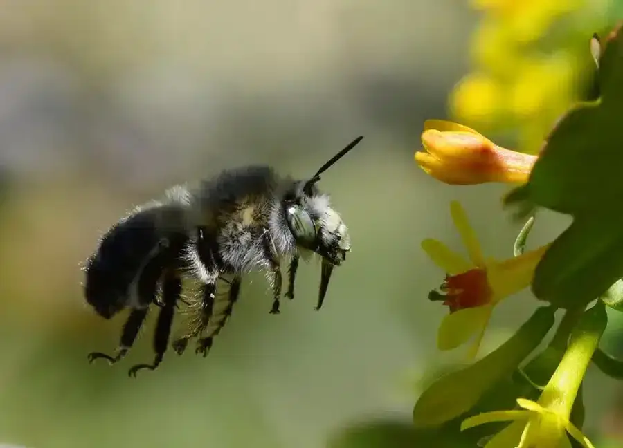 Bee hovering near yellow flowers