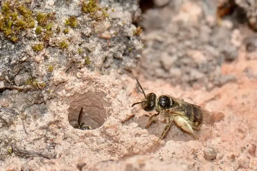 Bee near a nest hole in soil