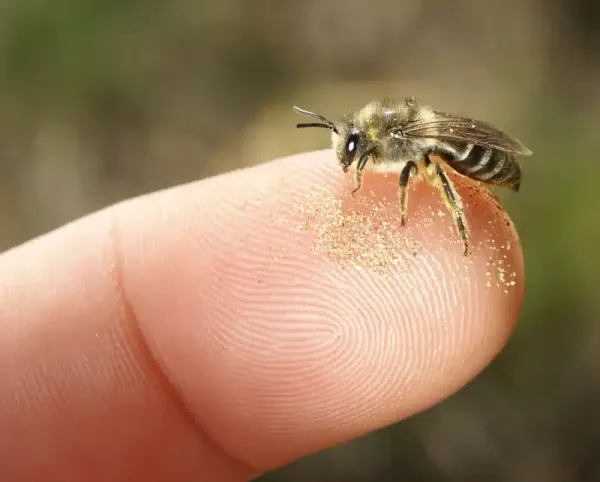 How To Kill Ground Bees: Complete Guide For Homeowners