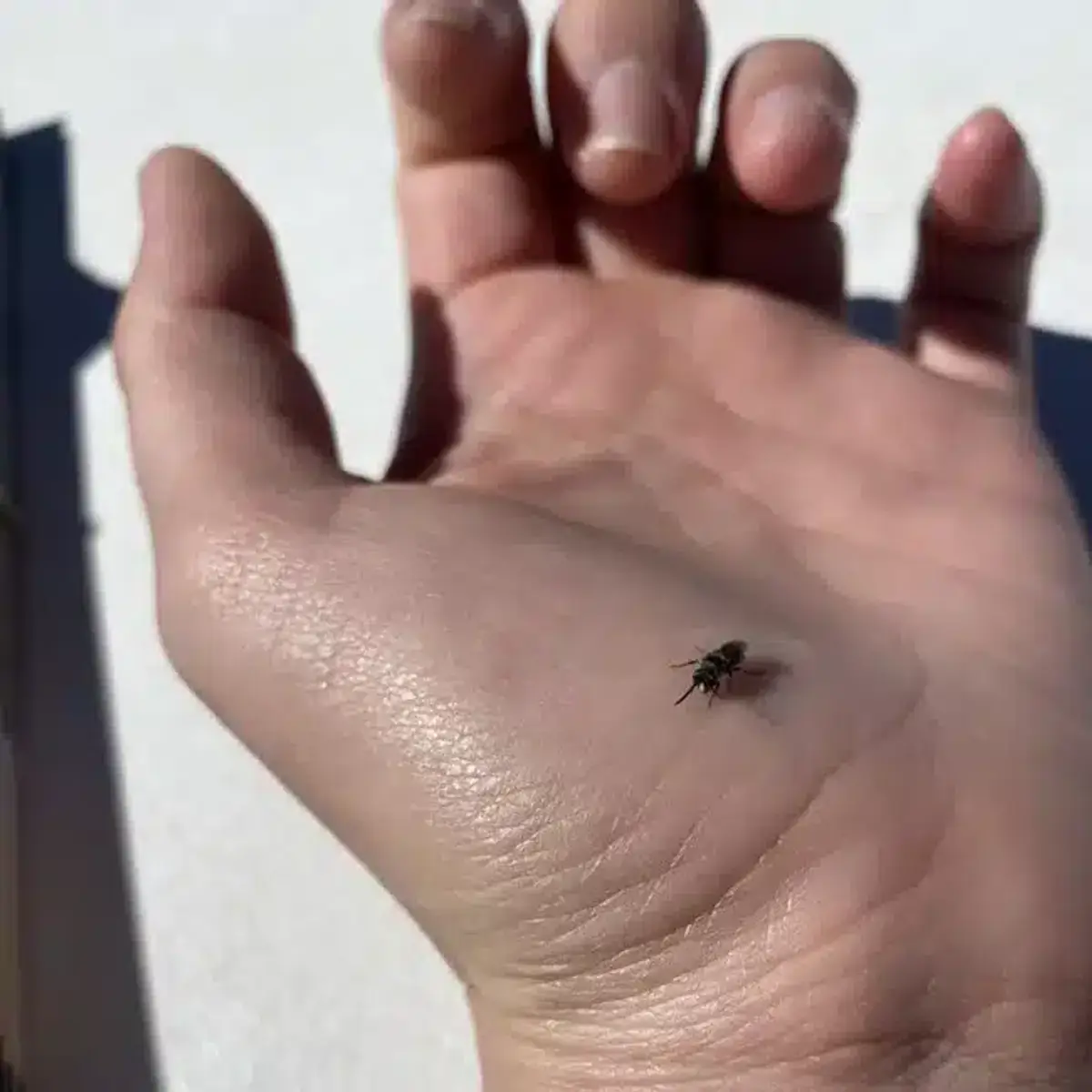 Bee resting on a hand