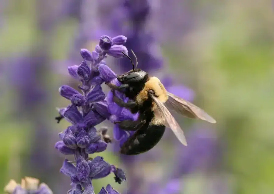 Bee on purple flowering plant