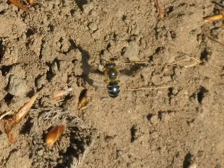Bee on sandy soil surface
