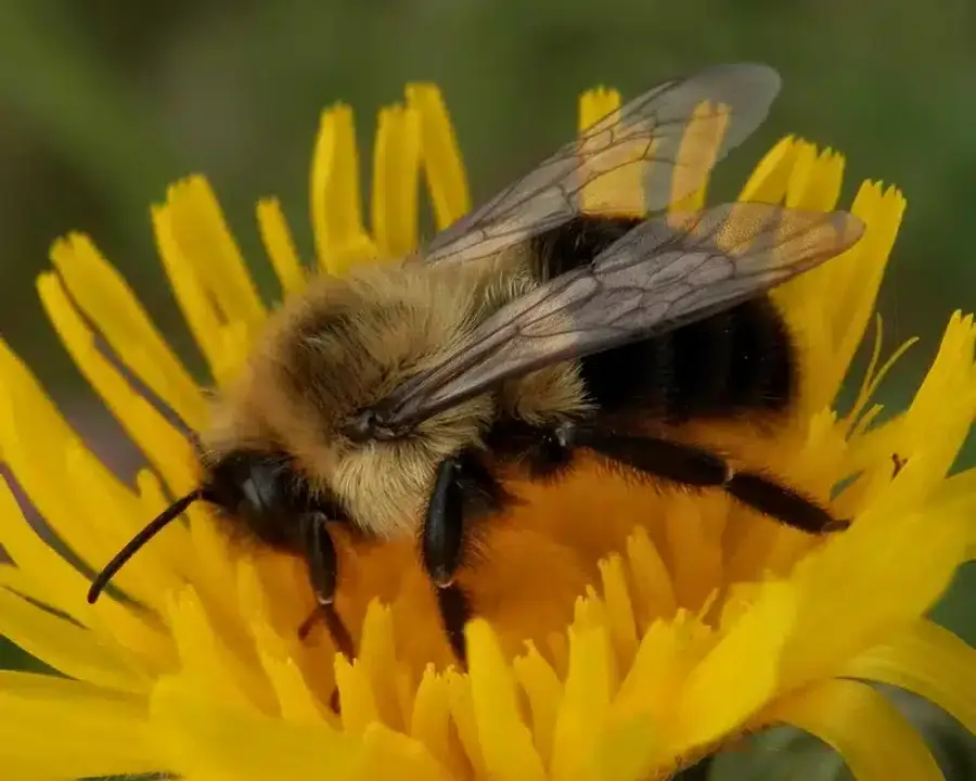 Bee on bright yellow flower