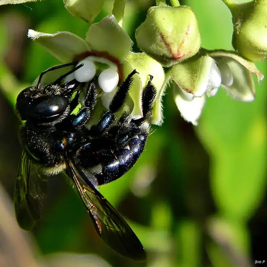 A bee pollinating a white flower