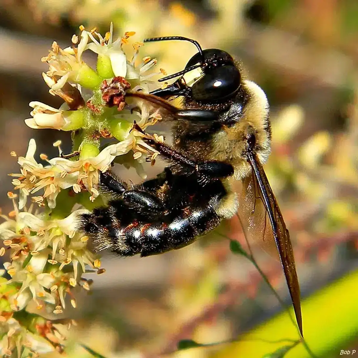 Bee on a flower gathering nectar