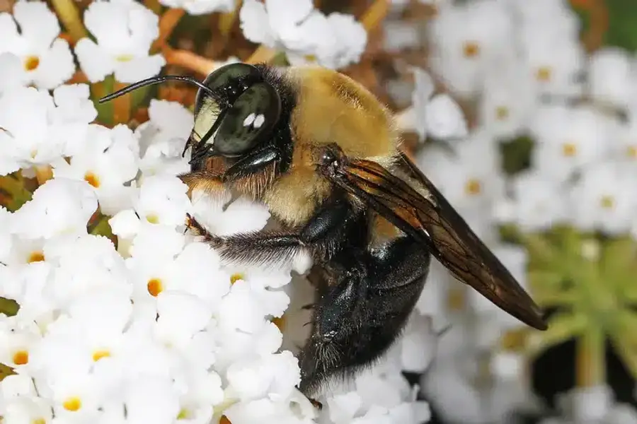 Bee pollinating white flowers
