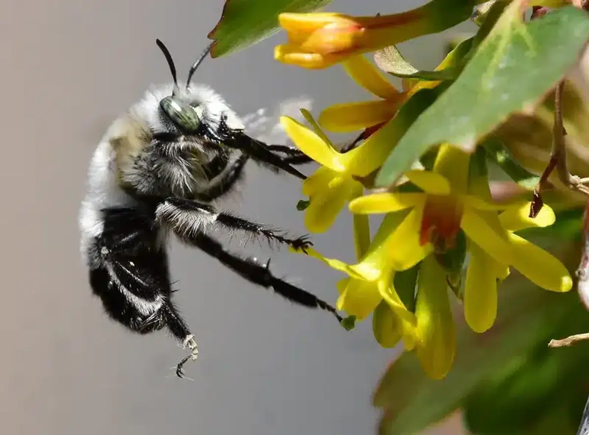 Bee on yellow flowers