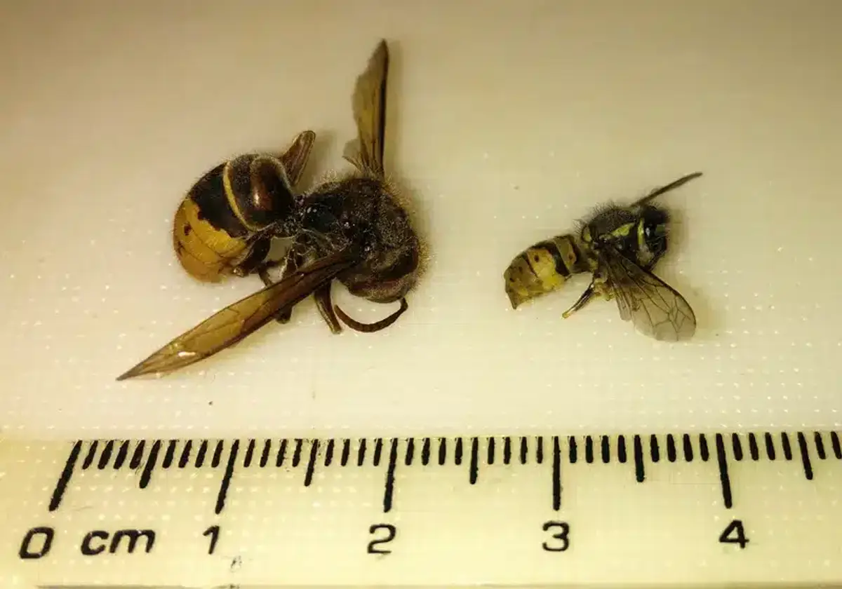 European hornet next to a yellow jacket on a centimeter ruler, showing the hornet is nearly twice as long