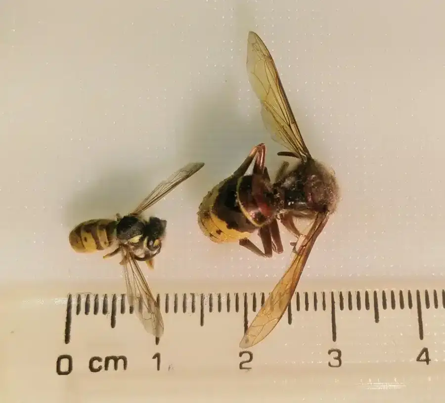 Bees on a ruler for size reference