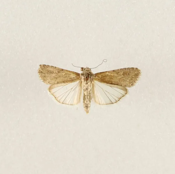 Pinned beet armyworm moth specimen with wings spread showing mottled gray-brown forewing pattern and pale hindwings