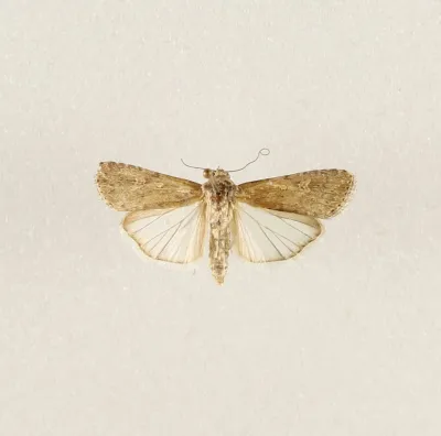 Pinned beet armyworm moth specimen with wings spread showing mottled gray-brown forewing pattern and pale hindwings