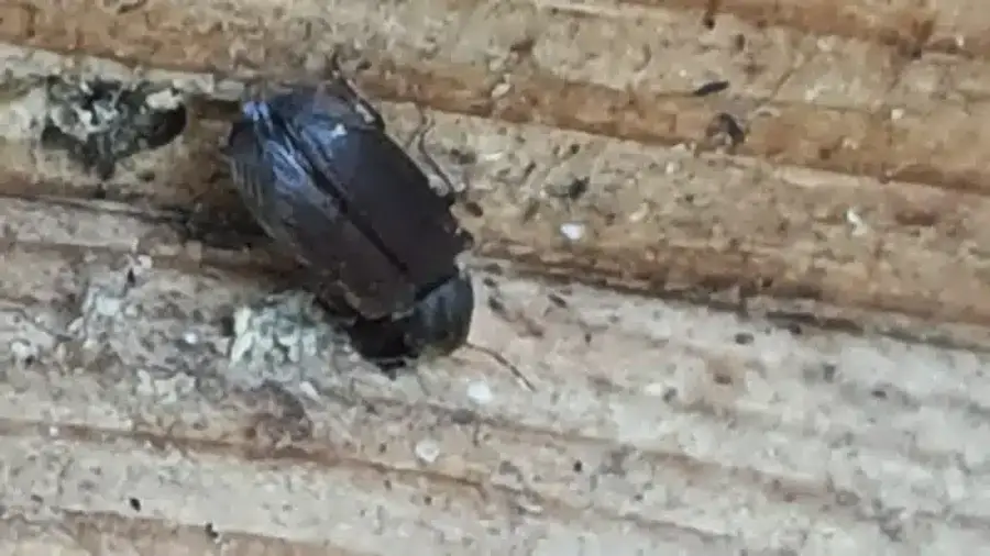 Beetle emerging from exit hole showing active infestation