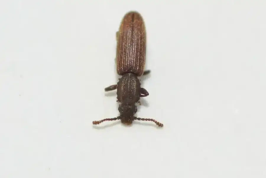 Head-on view of merchant grain beetle