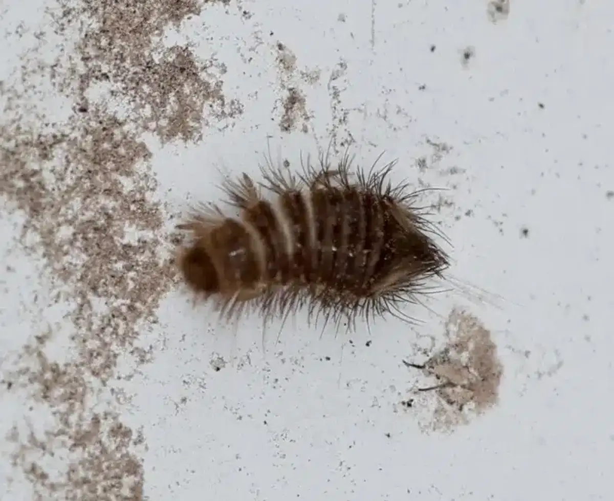 Beetle larva found in a home, showing the worm-like body typical of carpet or wood-boring beetle larvae