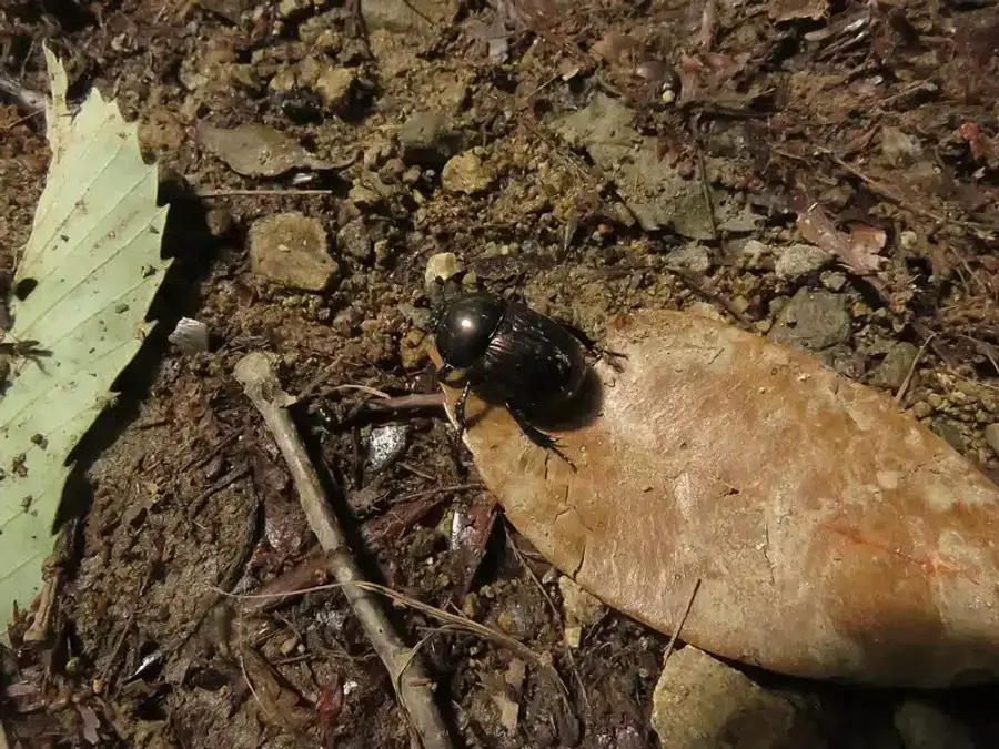 Beetle resting on a leaf