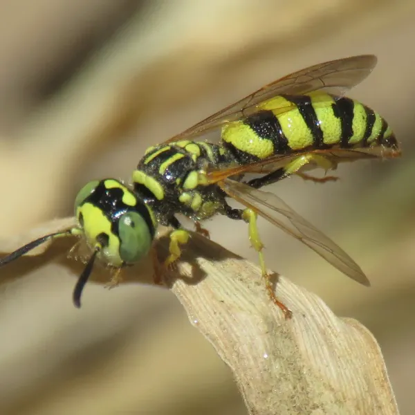 Side profile of a beewolf wasp showing its yellow and black striped abdomen perched on a dry stem