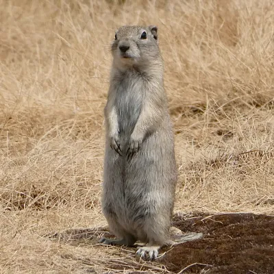 Belding's ground squirrel standing upright in a dry meadow showing its characteristic stocky build and short tail