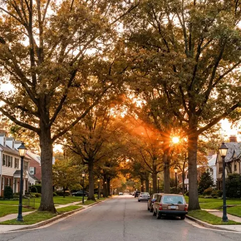 Tree-lined residential street in Bethesda, Maryland with Colonial Revival homes and mature oak canopy