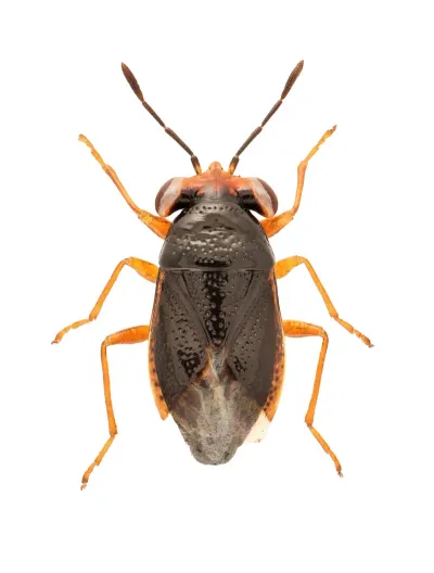 Big-Eyed Bugs