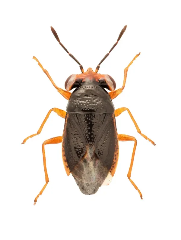 Top-down view of a big-eyed bug showing its wide head and large eyes