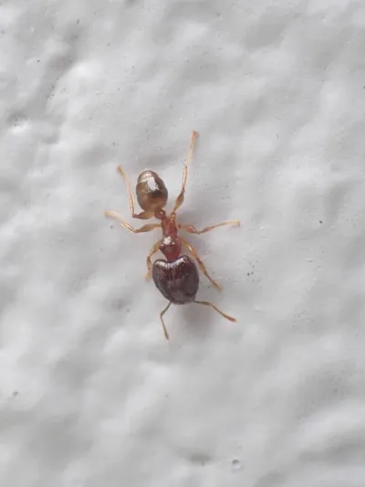 Top-down view of a big-headed ant on white surface showing the characteristic body shape with all legs and antennae visible
