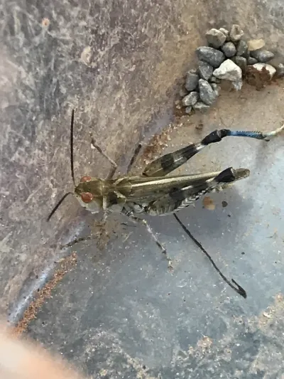 Top-down view of a bigheaded grasshopper on rocky terrain showing distinctive body shape and blue hind tibiae