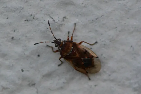 Top-down view of birch catkin bug showing rusty brown body and visible legs and antennae