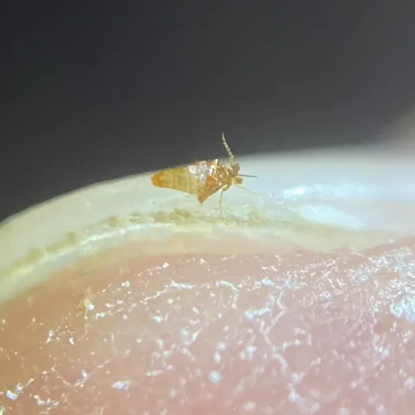 Side profile of a bird flea on a human fingertip showing its amber-tan body and jumping legs