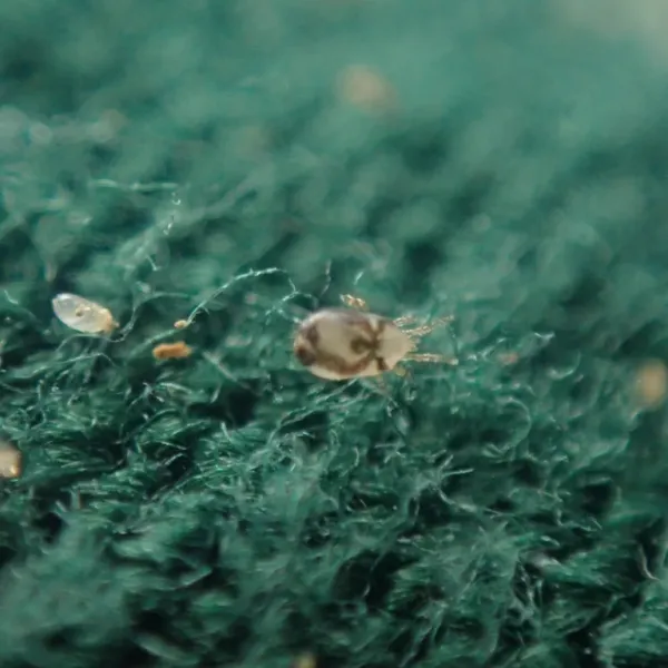 Close-up of bird mites showing their translucent bodies and eight legs on fabric surface