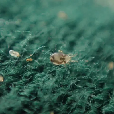 Bird Mites