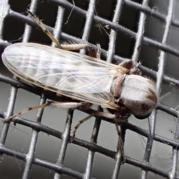 Close-up of a biting midge showing its small gray body and patterned wings