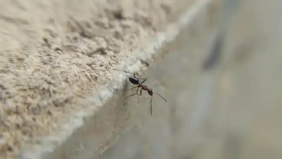 Close-up of a black and brown ant